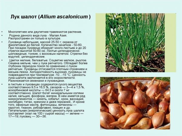 Лук шалот