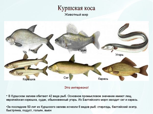 Это интересно