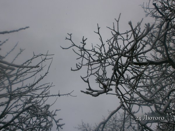 24 Лютого
