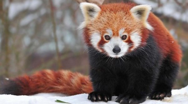 Красная панда