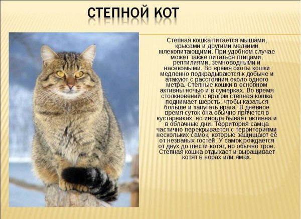 Степной кот