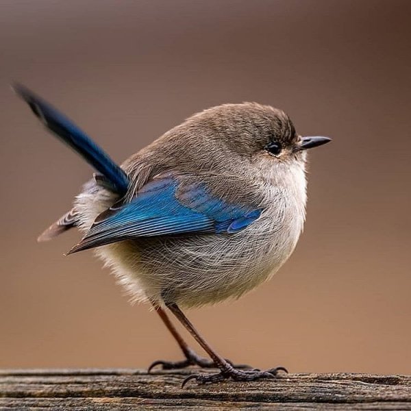 birds perfection