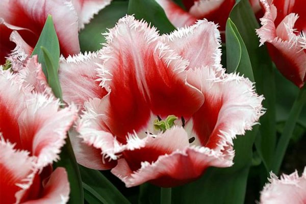 tulips-degrade-big