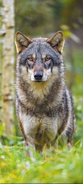 C93c6db81003802768dcfb4beb4943f0