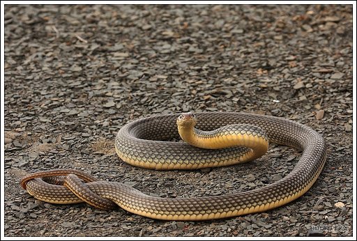 Желтопузик (4)