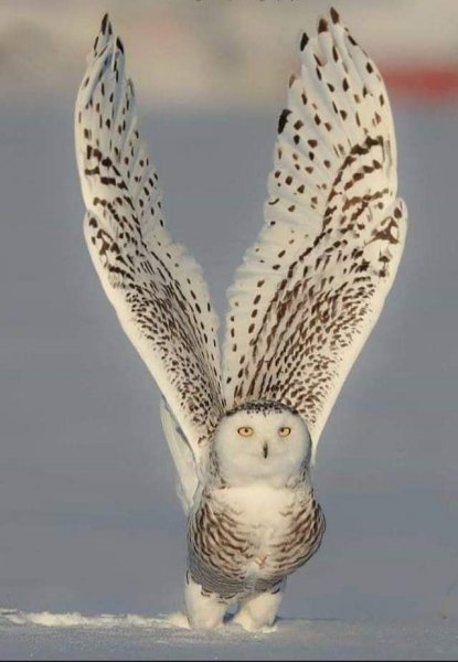 FB IMG 1548924663005