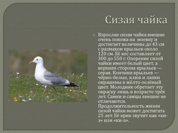 Сизая чайка