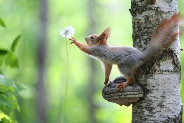 дотянуться бы...