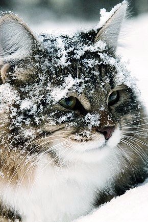 кошка снег белая