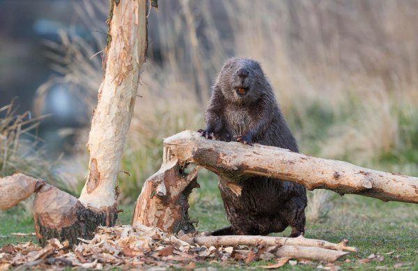 Раз и готово!