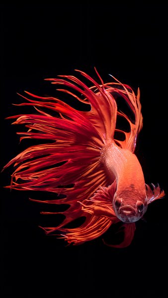 Коронахвостая бойцовая рыбка