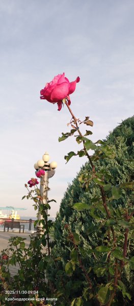 Анапа. Розы уходящей осени.