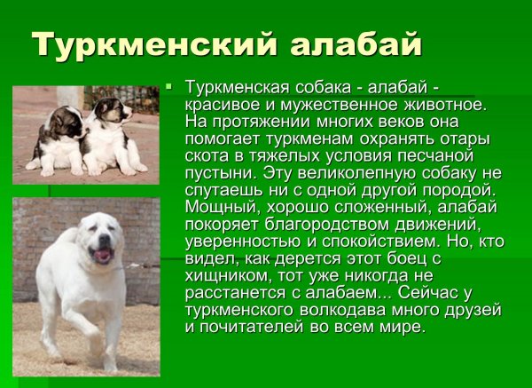 Туркменский алабай