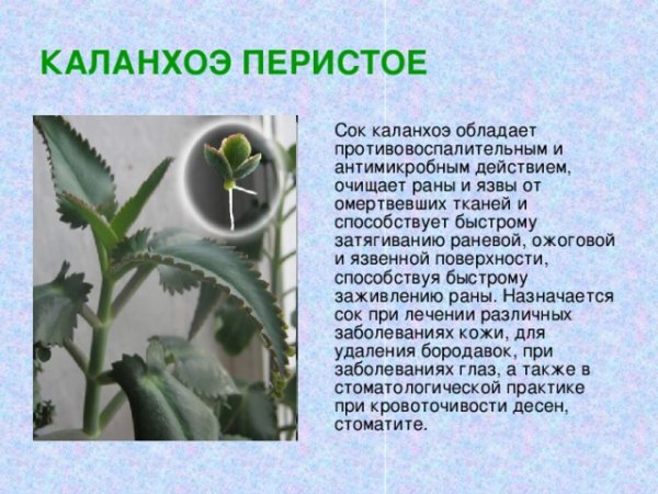 Домашний доктор