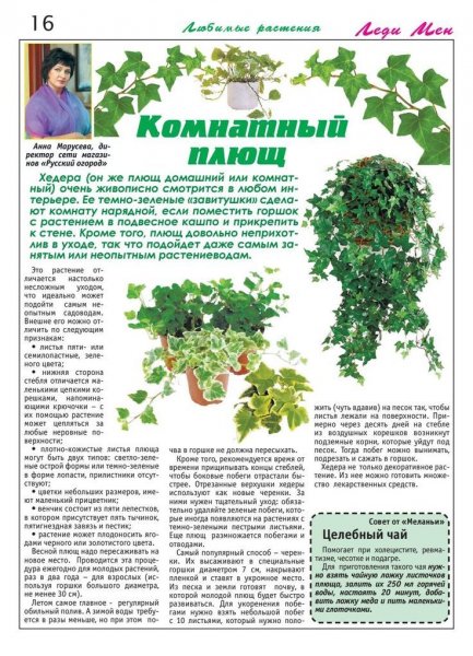 Комнатный плющ