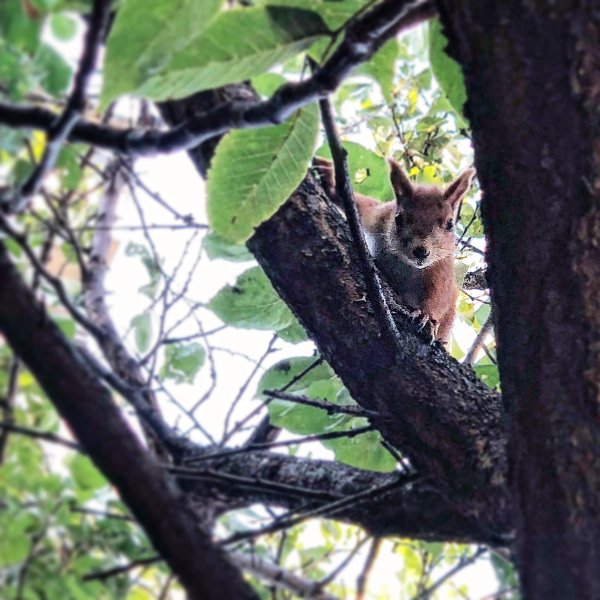 Белочка родимая