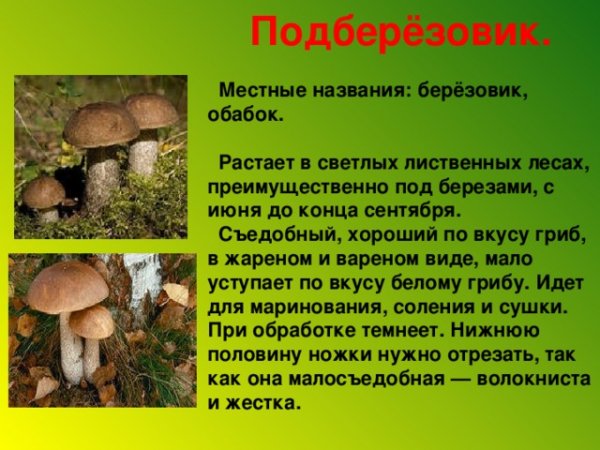 Подберёзовик