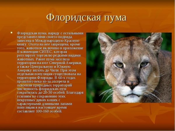 Флоридская пума