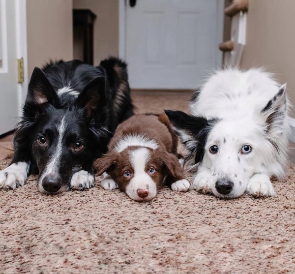 MEDIA # OF DOG