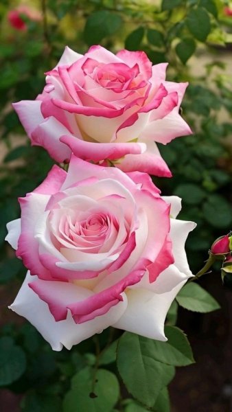 MkVhxKIc4BMSf9H02V8dhi-gmQX4XPdKS-u9UMqpf a gcCMwSezq48Cp3pF