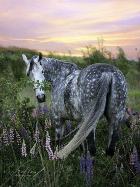 FB IMG 1530695121774