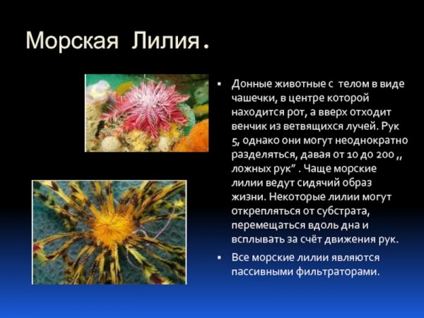 Морская Лилия