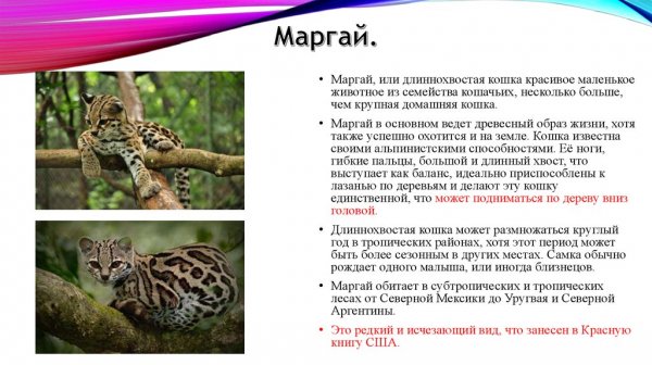 Маргай