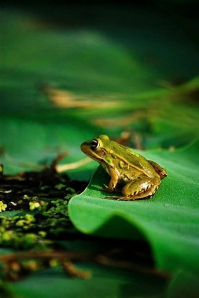 лягушка 212643