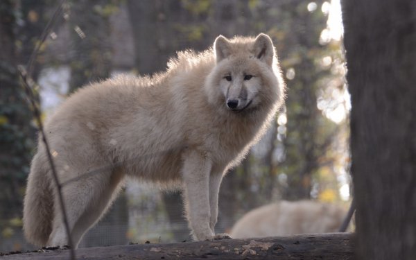 trees-white-wolves