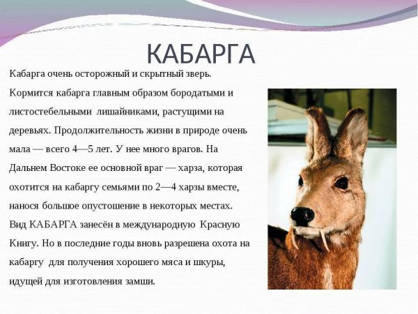 Кабарга