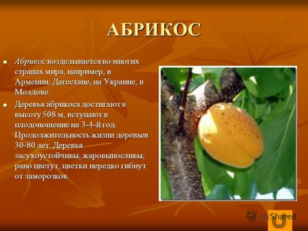 Абрикос