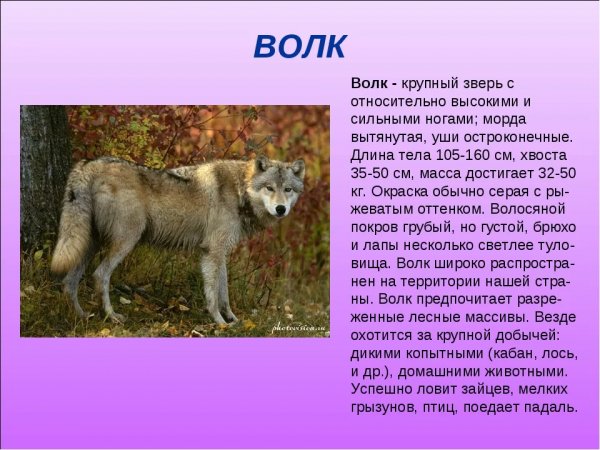 Волк