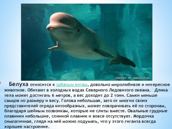 Белуха