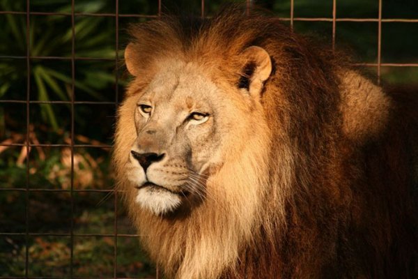Cameron-Zabu-7