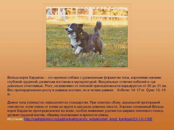 Вельш - корги Кардиган