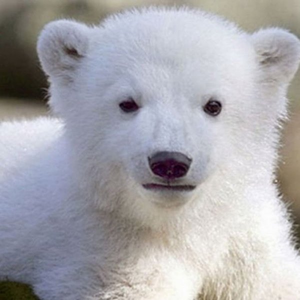 животные милый белый мишка