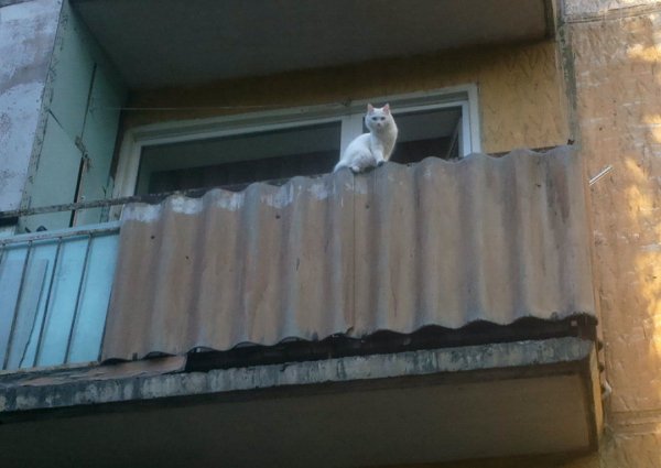 Киска на балконе