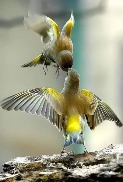 IMG 20240323 122827