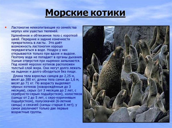 Морские котики