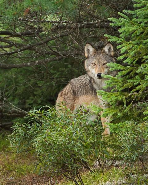 2f0d5d2a9a70594b1756ea6196e7db3d