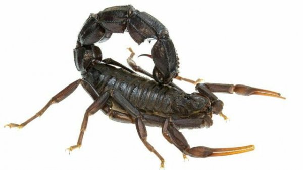 Может ли скорпион ужалить сам себя?