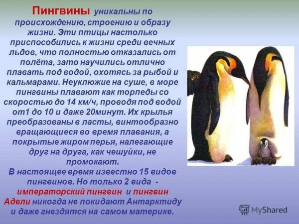 Пингвины