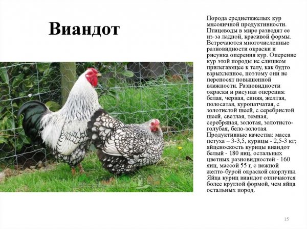Виандот