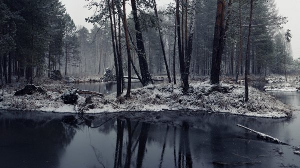 Болотистаня местность