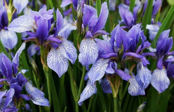 Iris-sibirskiy