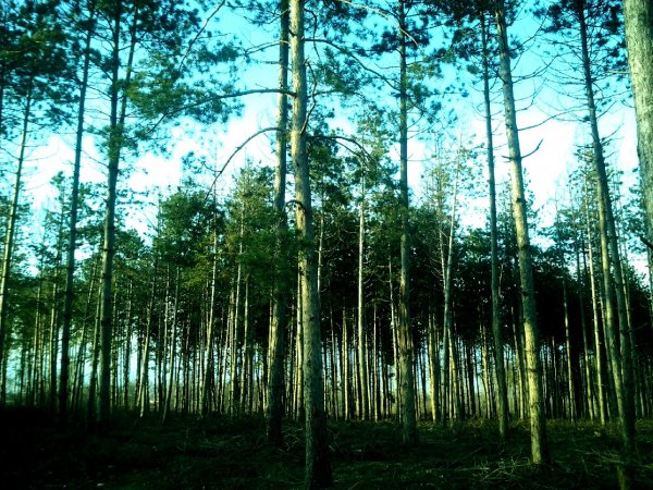 picture_96877656