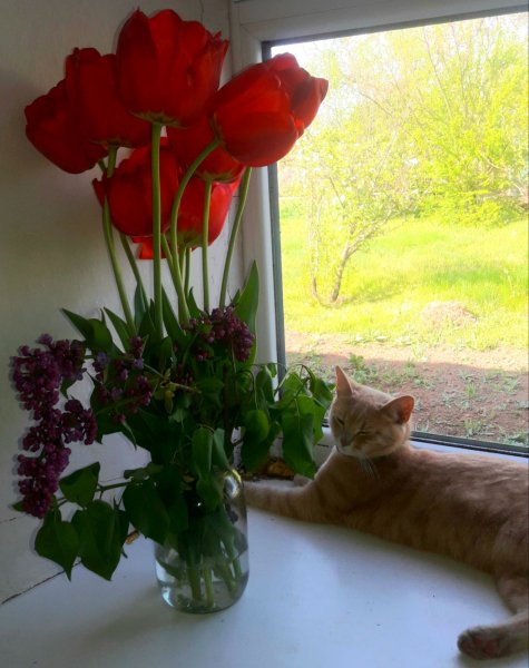 Moja Julka i cvety-vps404.strip2.co