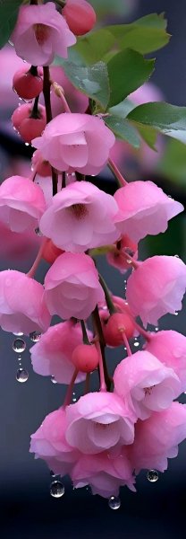 Арт Природа