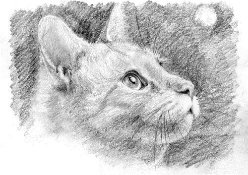 кошка
