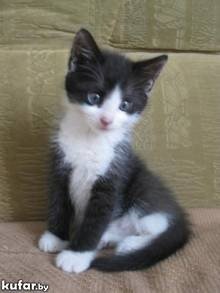 Котёнок 1